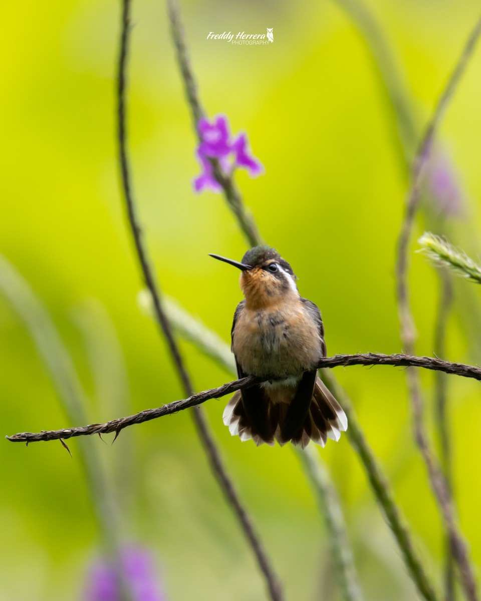 Colibri à gorge pourprée - ML620081210