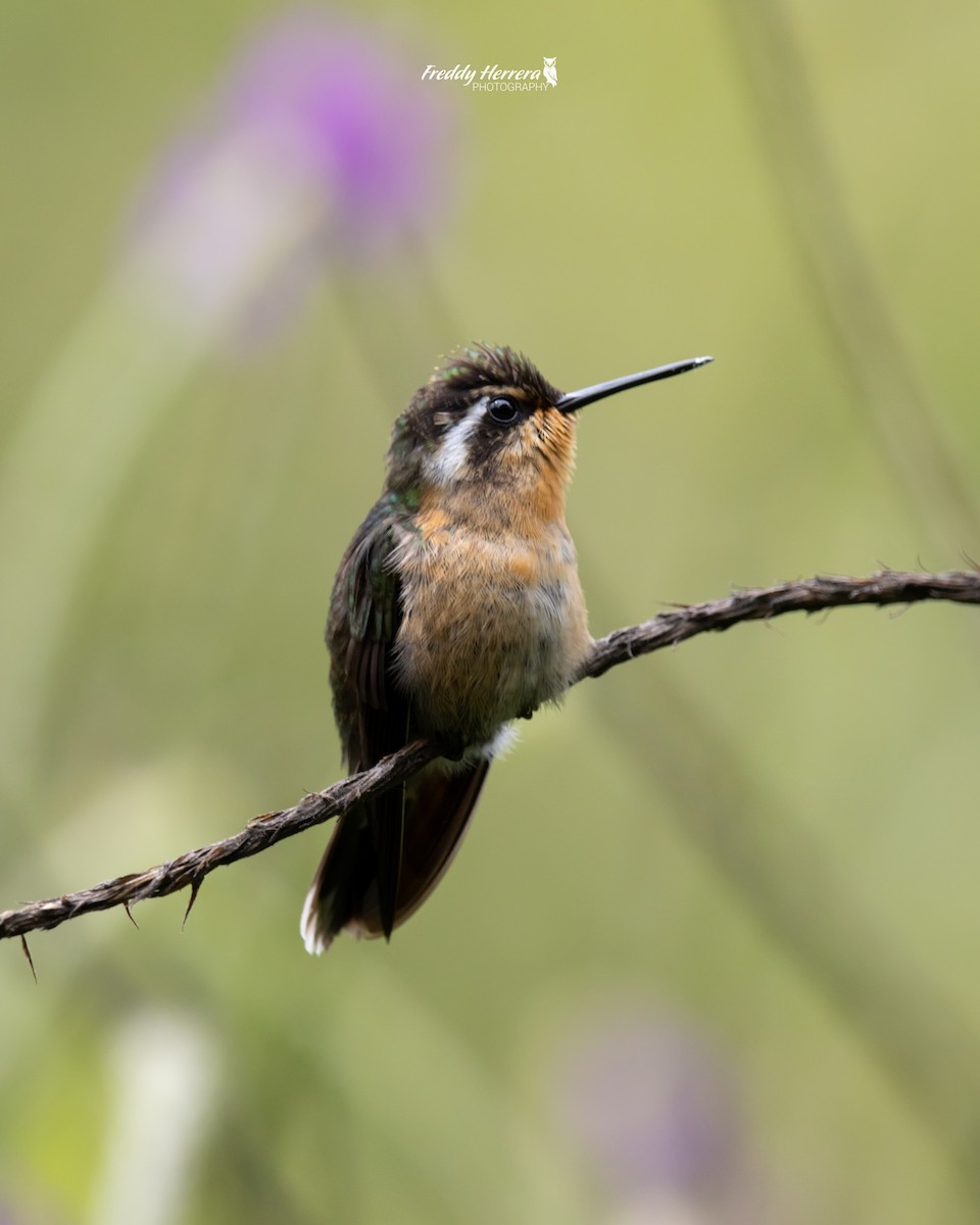 Colibri à gorge pourprée - ML620081212