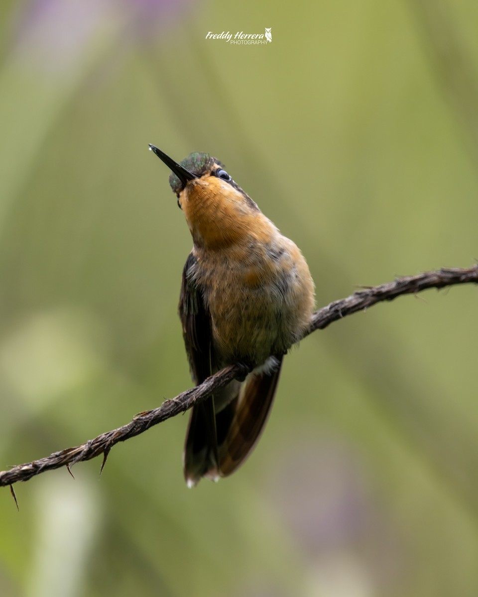 kolibřík fialovohrdlý - ML620081213
