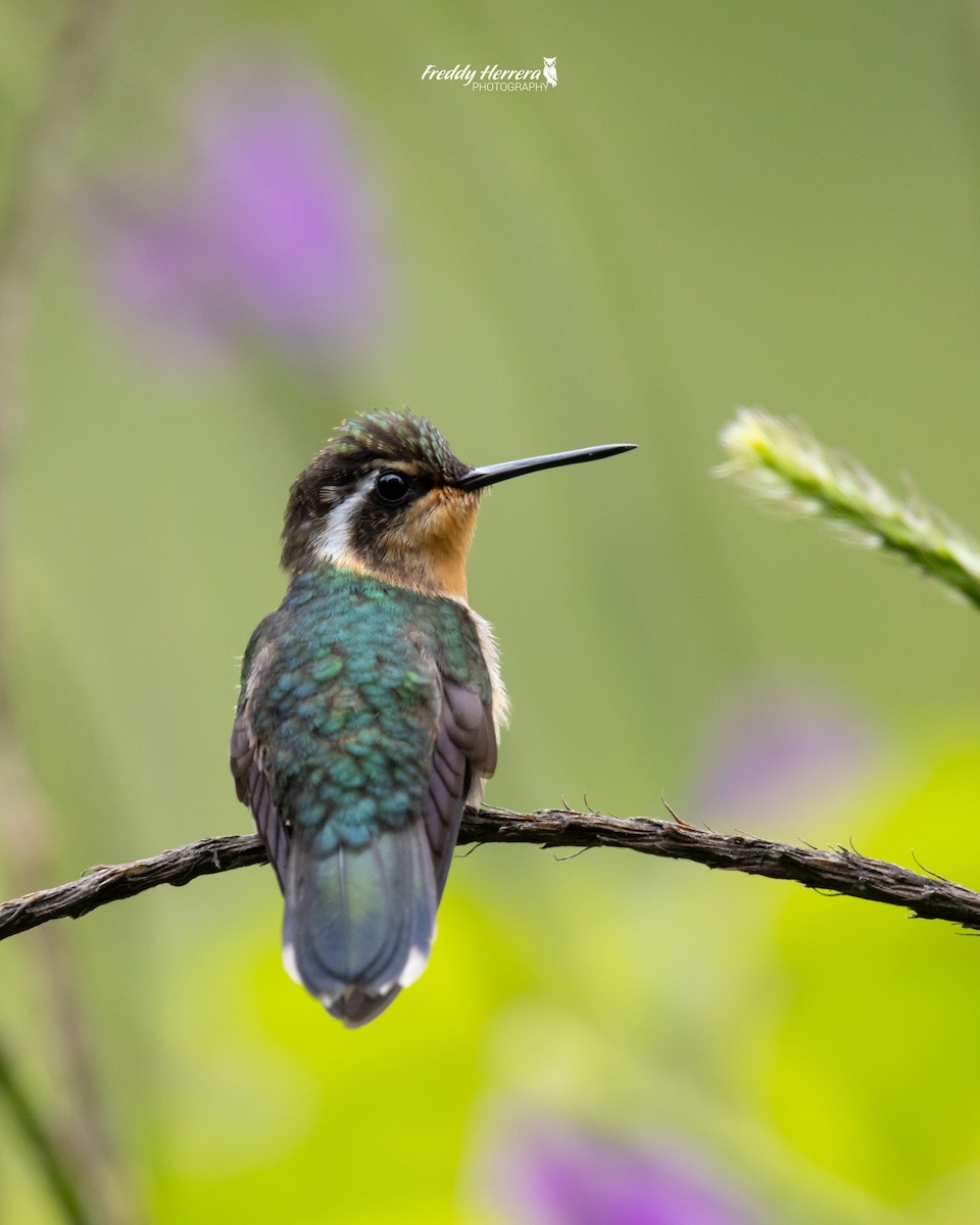 Colibri à gorge pourprée - ML620081214