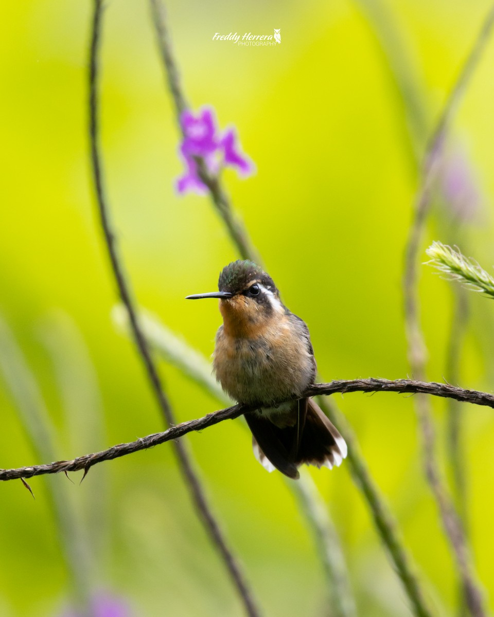 kolibřík fialovohrdlý - ML620081215