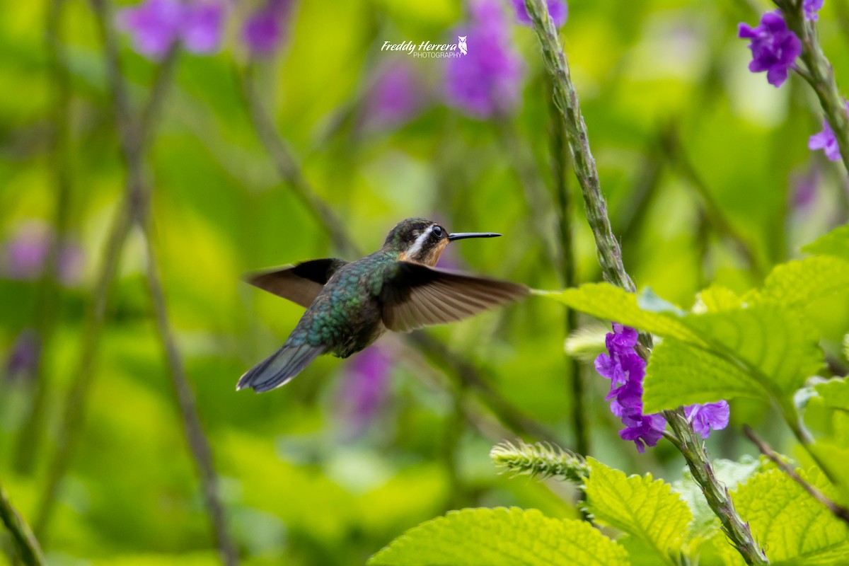 kolibřík fialovohrdlý - ML620081216