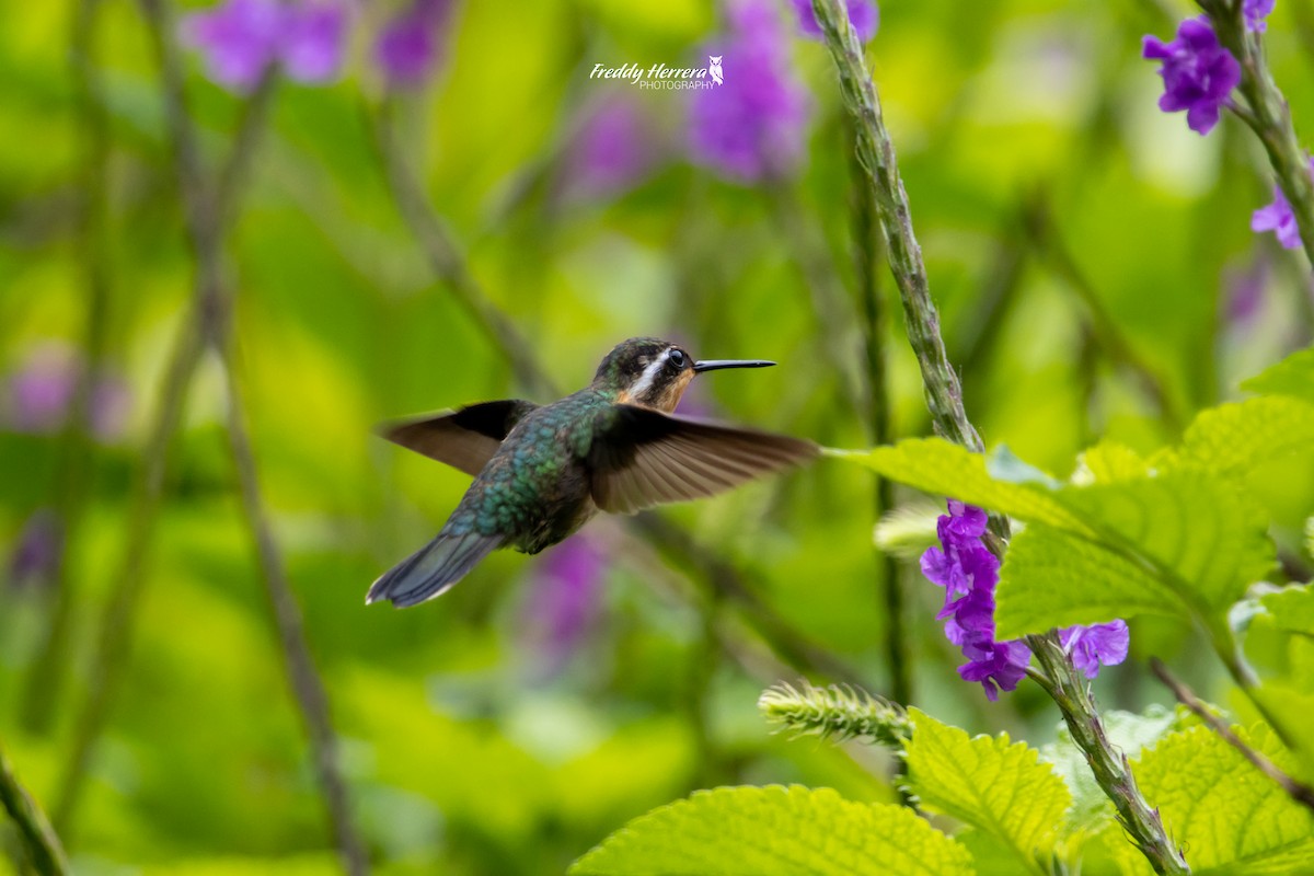 Purple-throated Mountain-gem - ML620081216