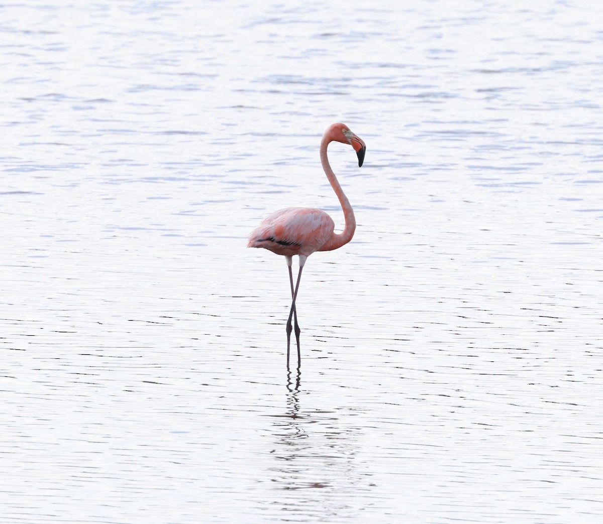 Amerika Flamingosu - ML620081225