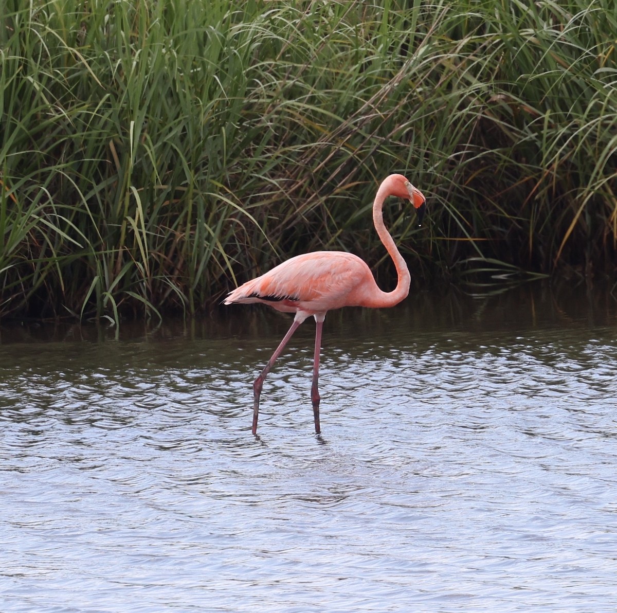 Amerika Flamingosu - ML620081230