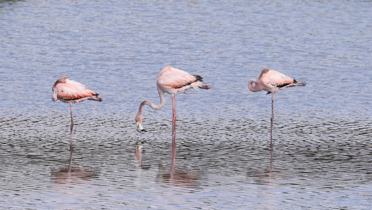 Amerika Flamingosu - ML620081231