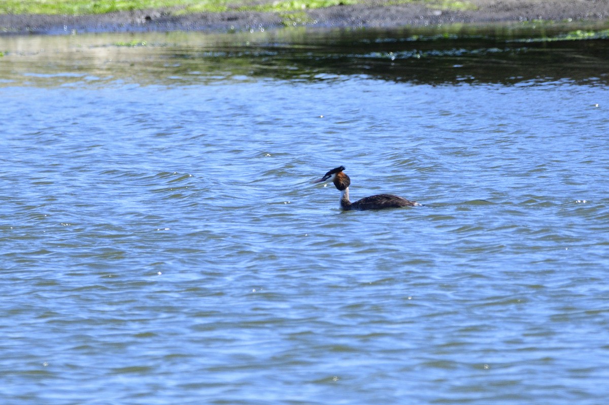 Great Crested Grebe - ML620081234