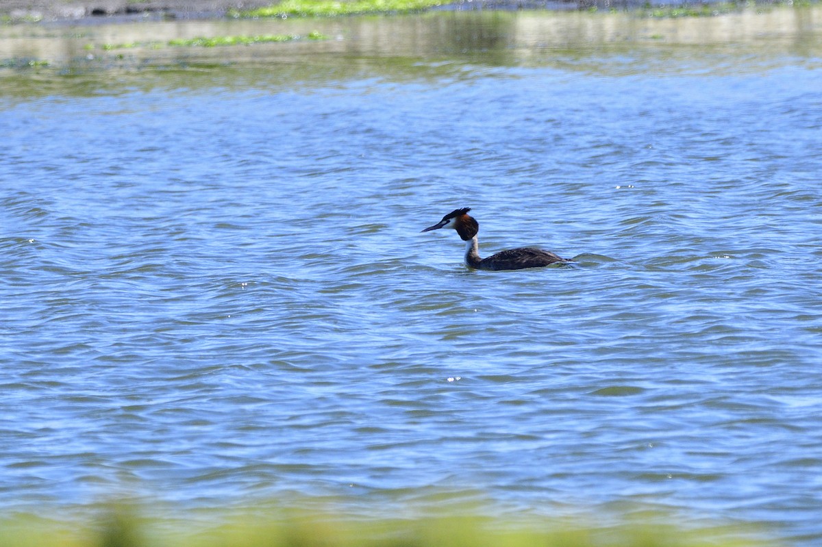 Great Crested Grebe - ML620081236