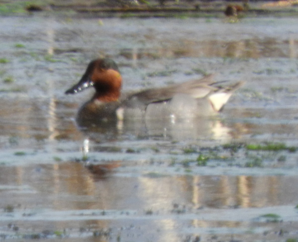 Green-winged Teal - ML620081239