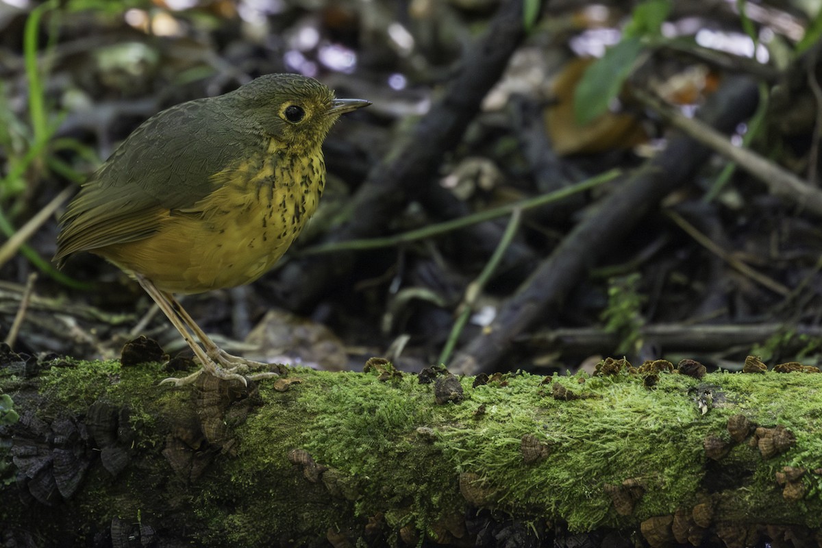 Speckle-breasted Antpitta - ML620081246
