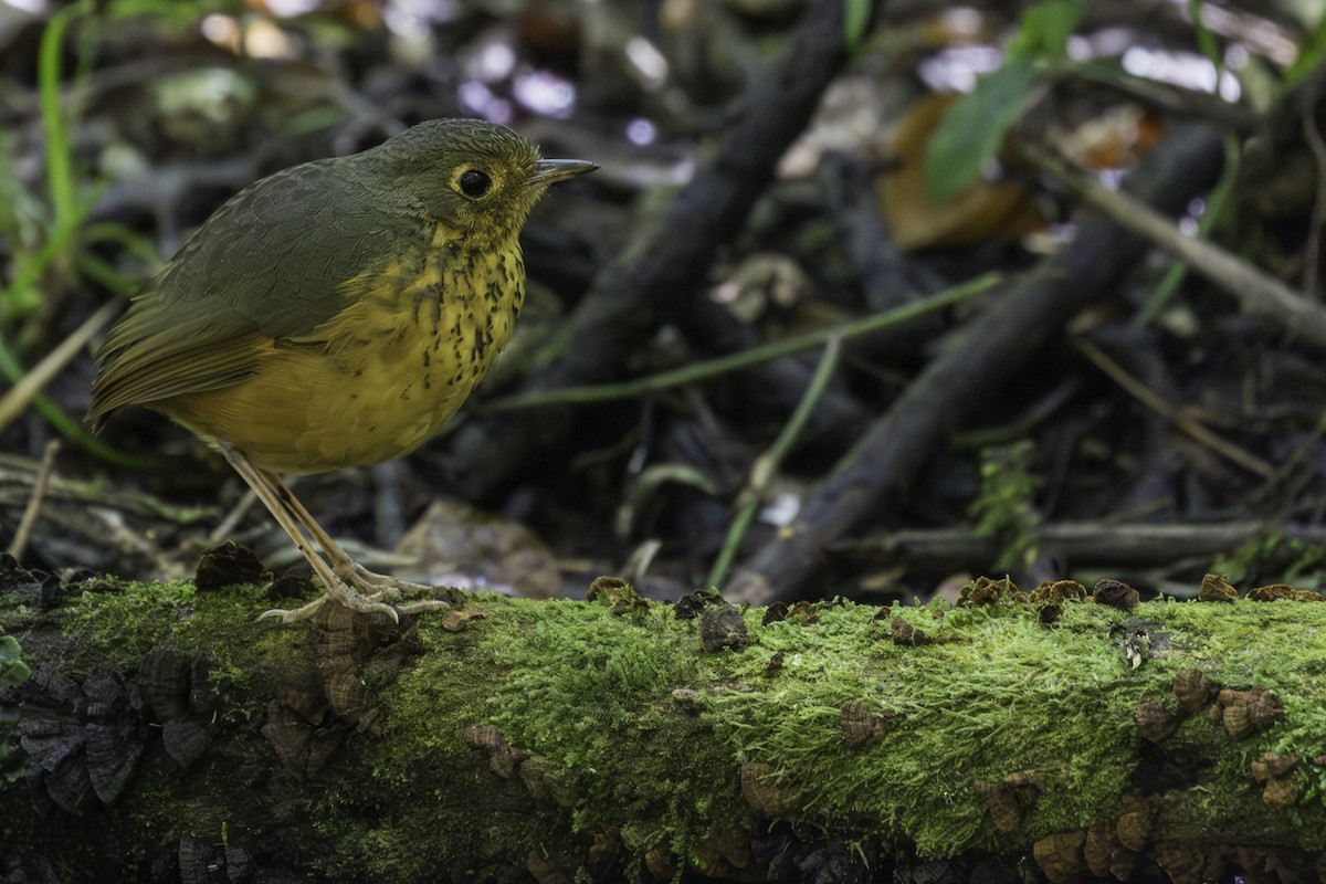 prikkbrystmaurpitta - ML620081246