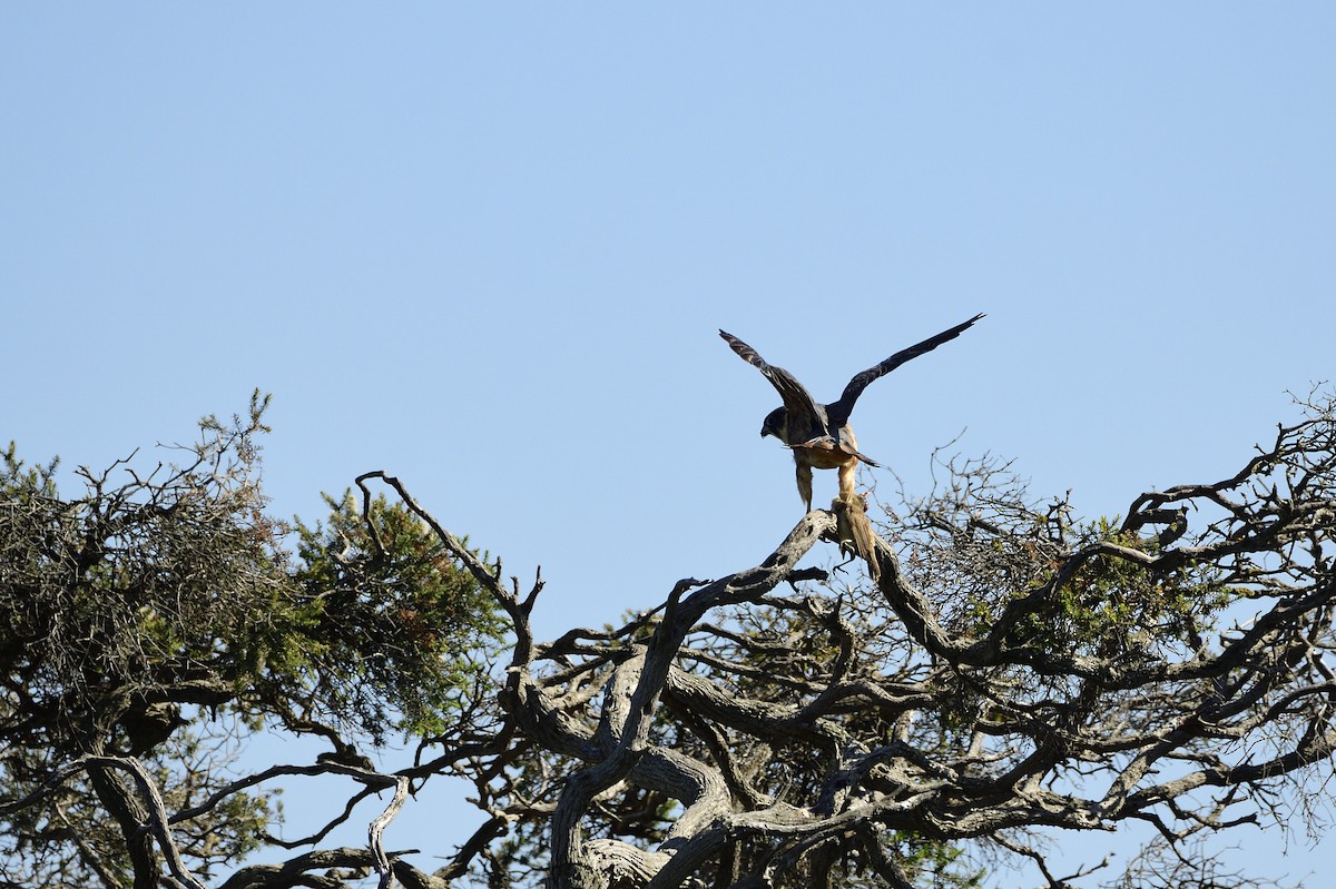 Australian Hobby - ML620081256