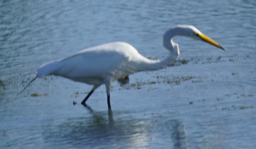 Great Egret - ML620081257