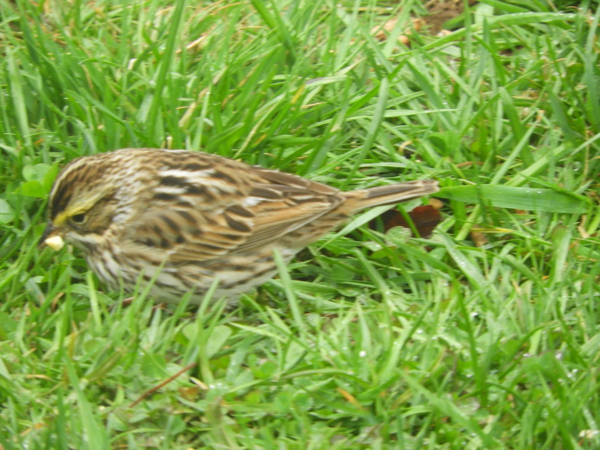 Savannah Sparrow - ML620081270