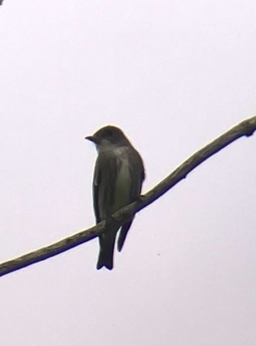 Olive-sided Flycatcher - ML620081275