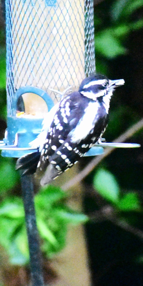 Downy Woodpecker - ML620081276