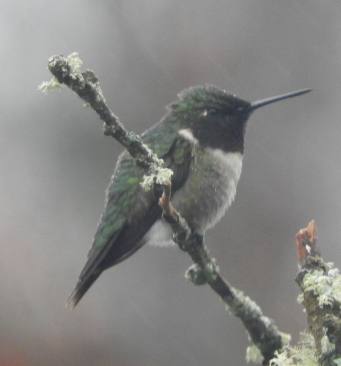 Ruby-throated Hummingbird - ML620081289