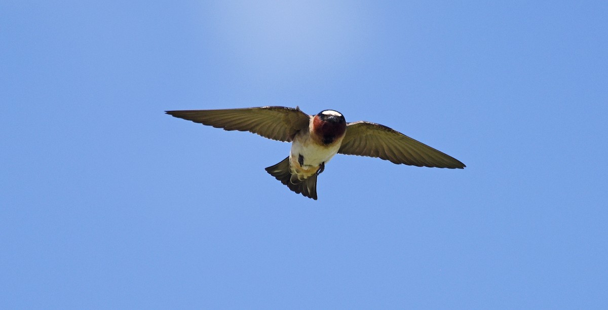 Cliff Swallow - Steven Mlodinow