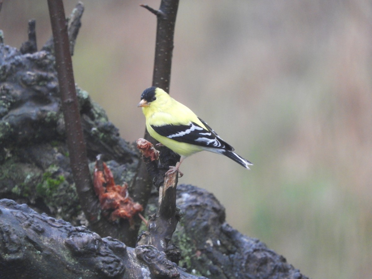 American Goldfinch - ML620081309