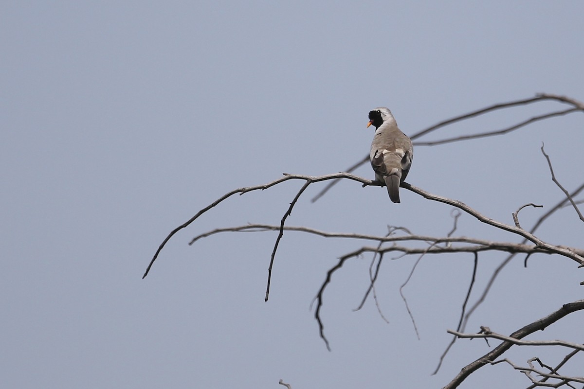 Namaqua Dove - ML620081312