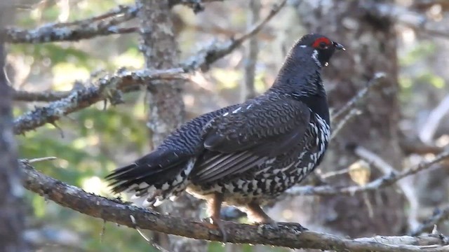 Spruce Grouse - ML620081317