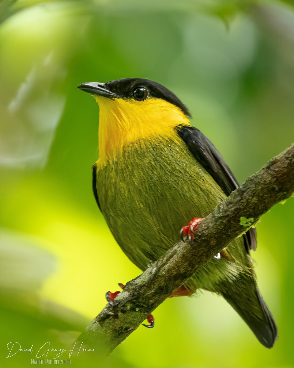 Golden-collared Manakin - ML620081319