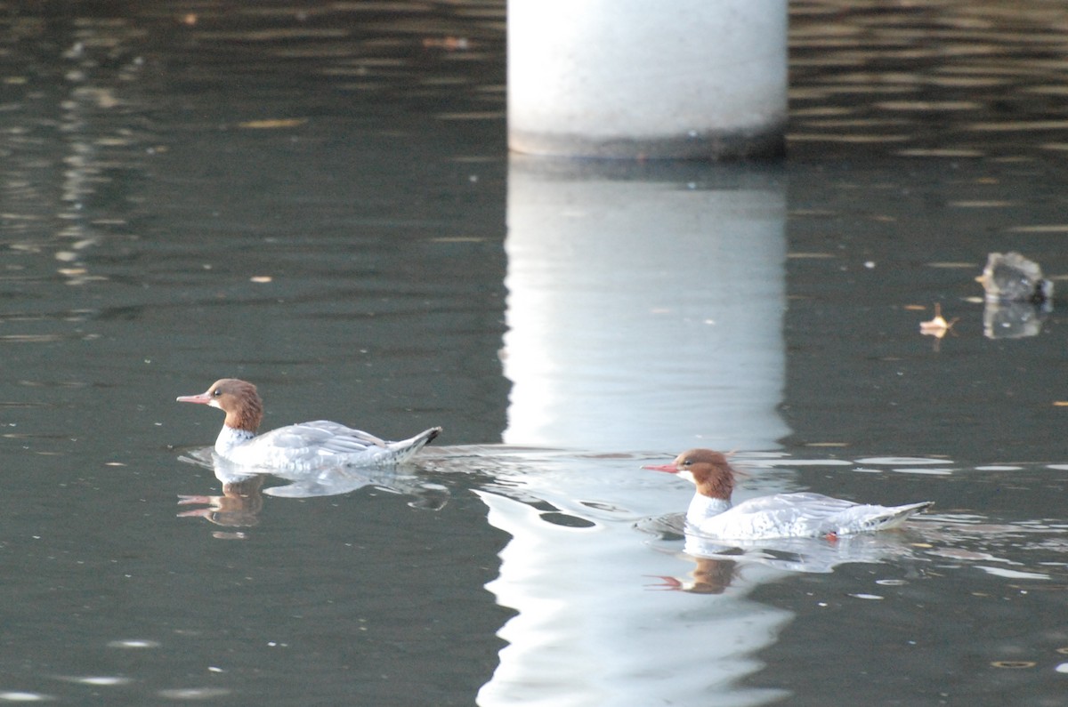 Common Merganser - ML620081331