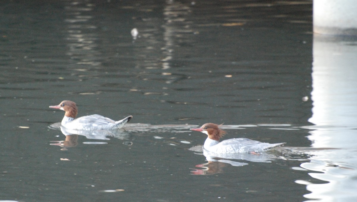 Common Merganser - ML620081332