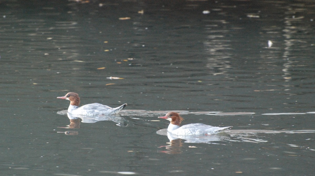 Common Merganser - Max Thayer