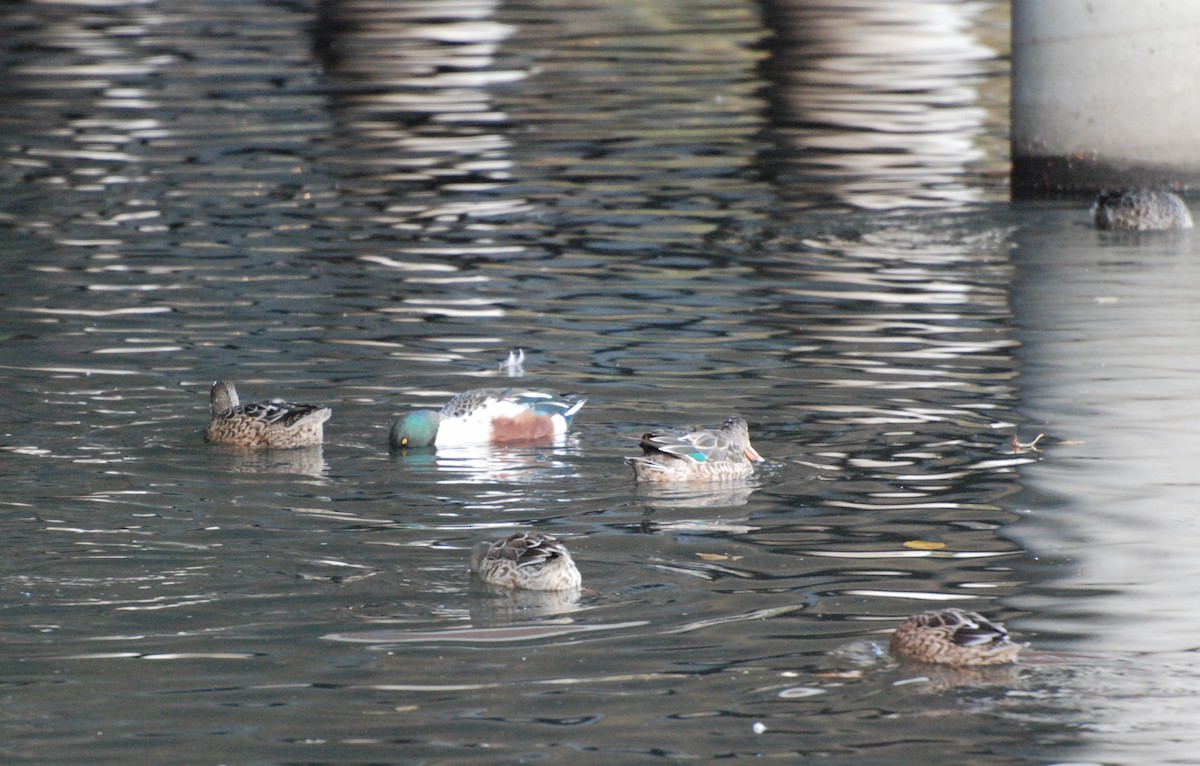 Northern Shoveler - ML620081358