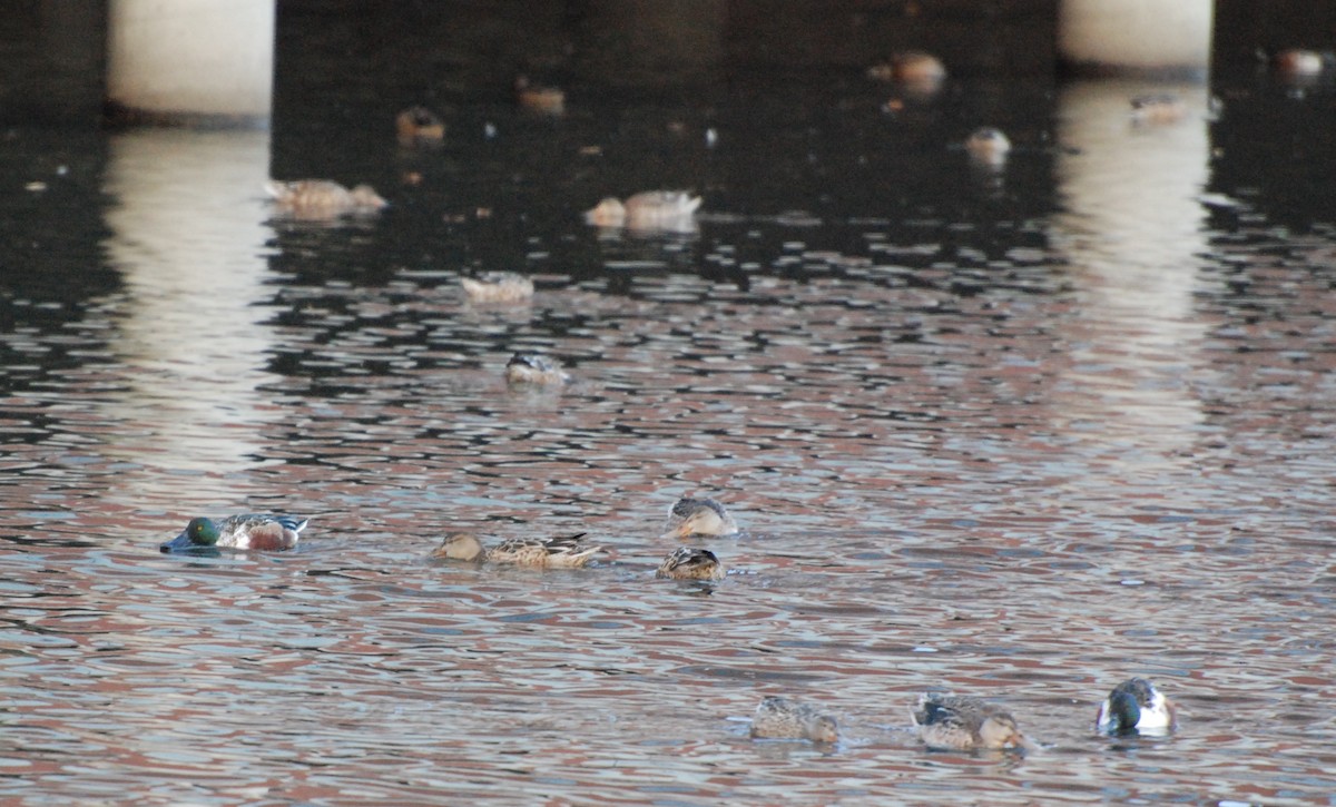 Northern Shoveler - ML620081359