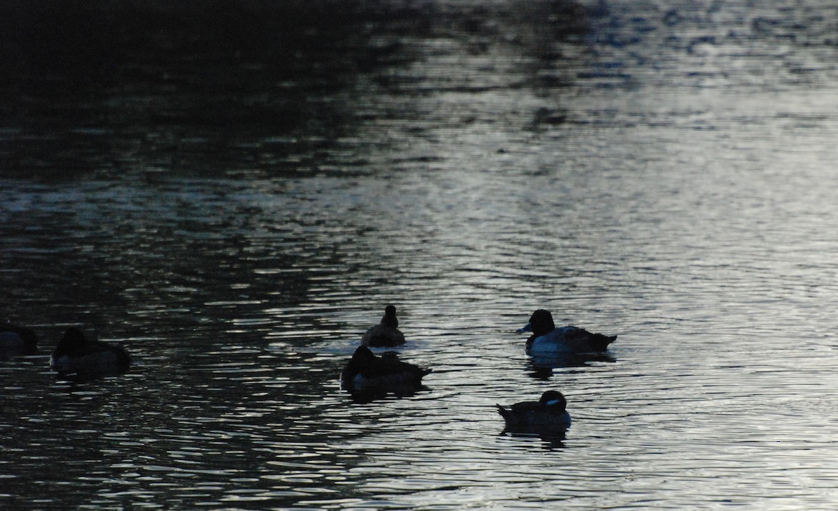 Ring-necked Duck - ML620081382
