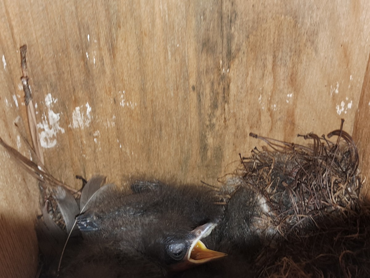 Great Crested Flycatcher - ML620081385