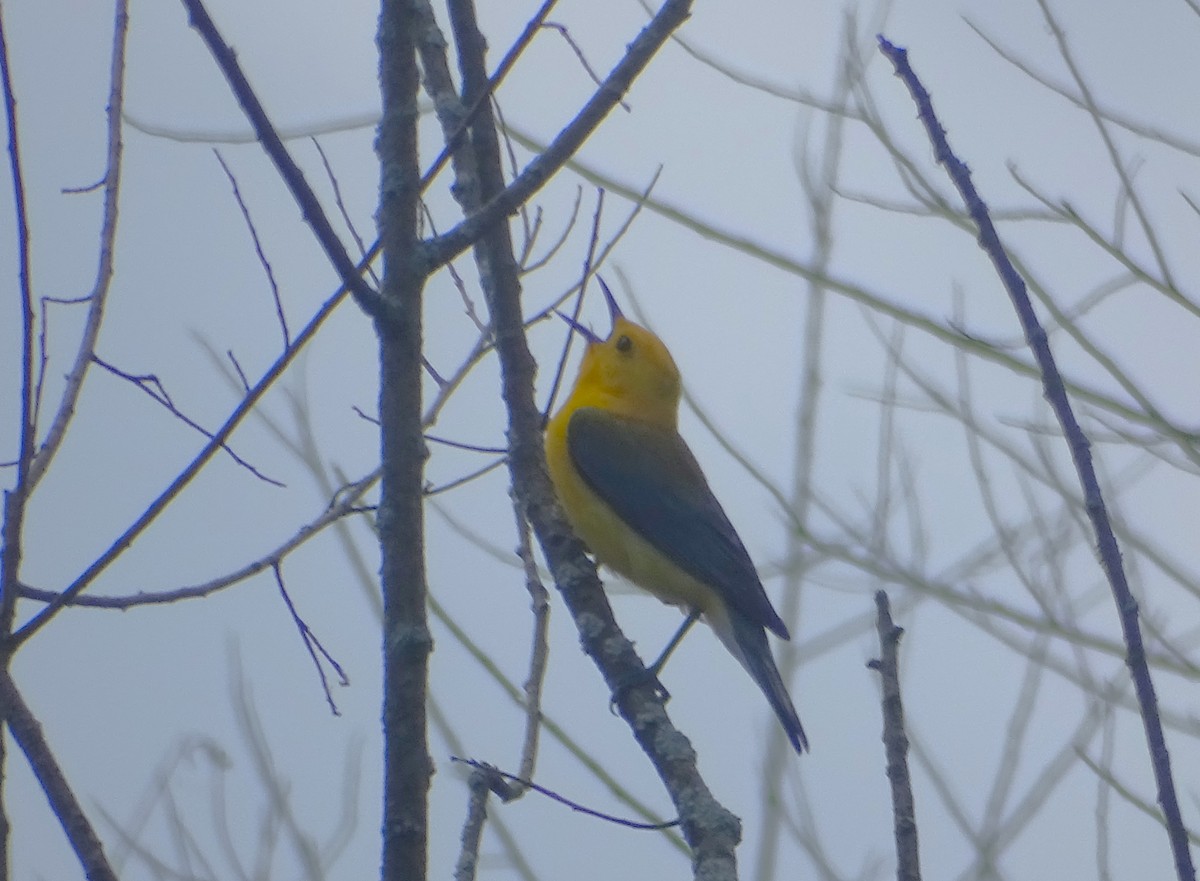 Prothonotary Warbler - ML620081387