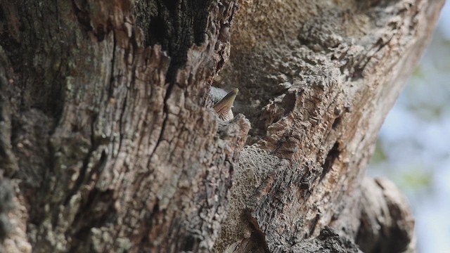 Eurasian Nuthatch - ML620081392