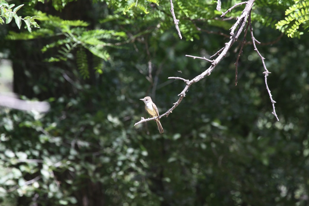 Western Flycatcher - ML620081405