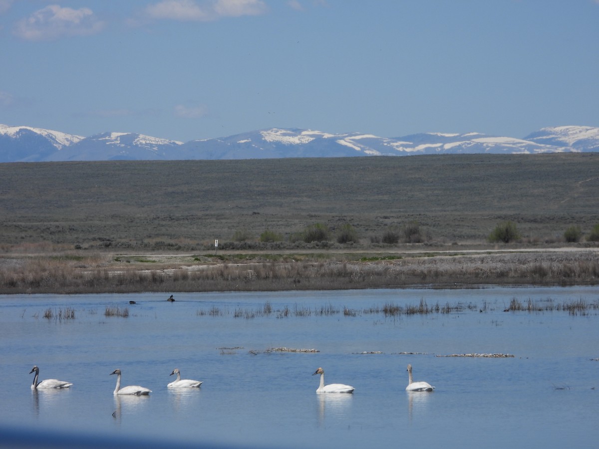 Cygne trompette - ML620081409