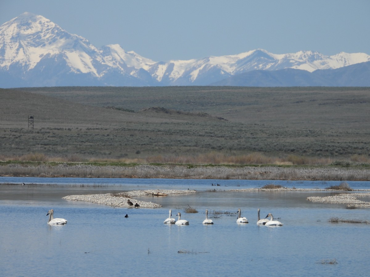 Trumpeter Swan - ML620081412