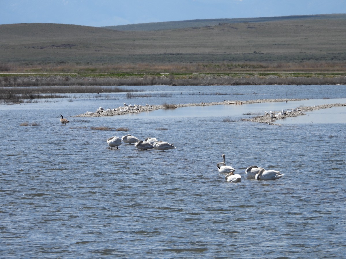 Trumpeter Swan - ML620081415