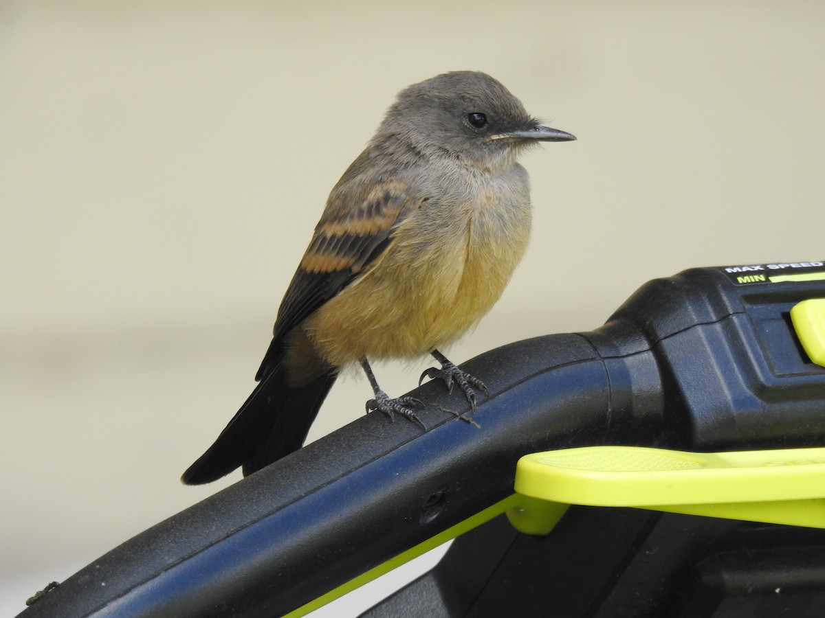 Say's Phoebe - ML620081427