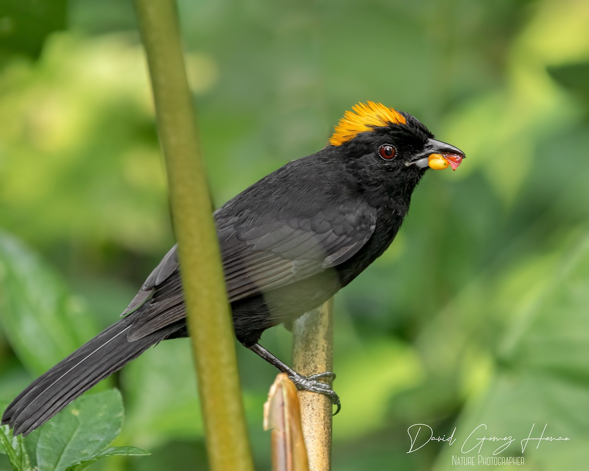 Tawny-crested Tanager - ML620081439