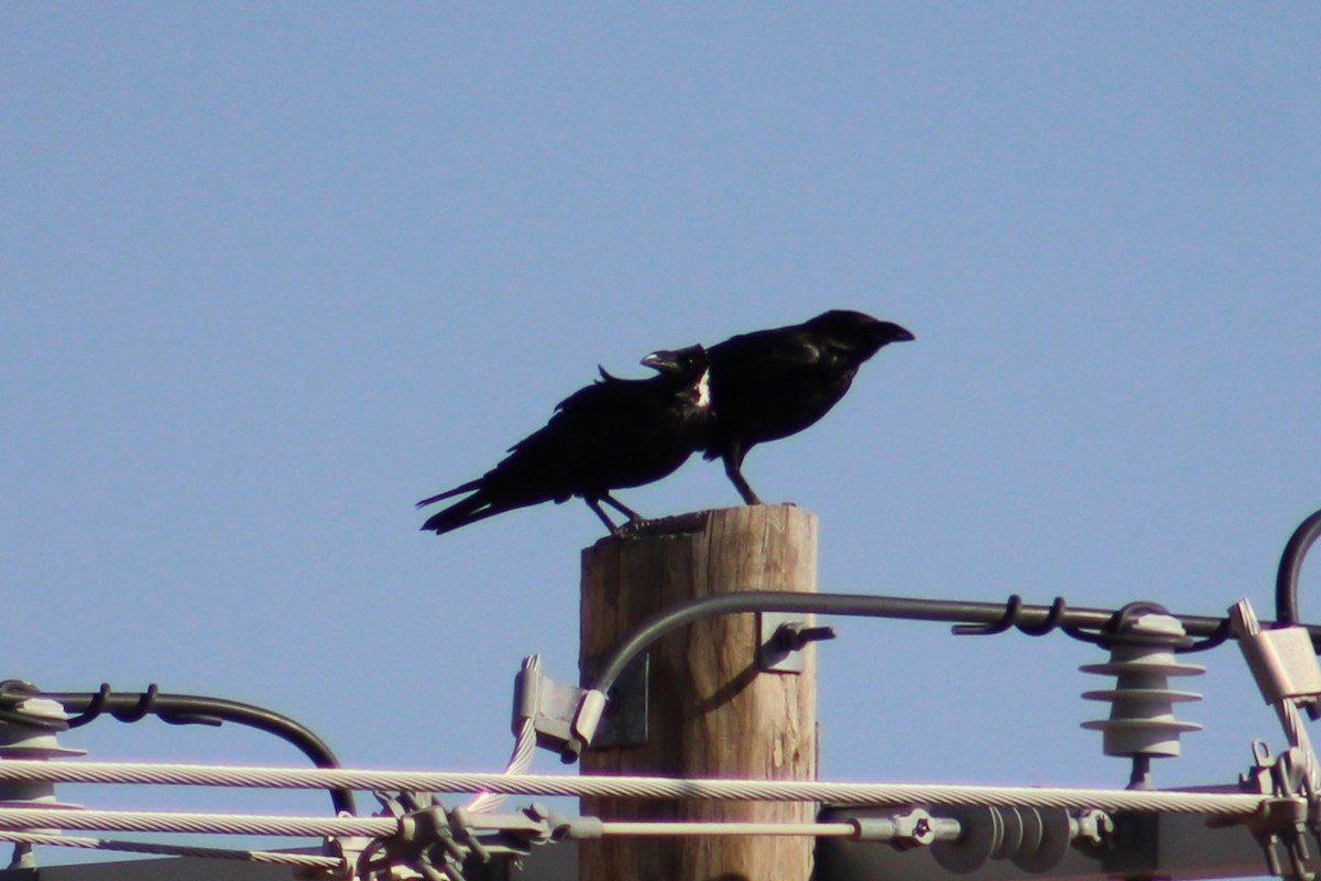 Chihuahuan Raven - ML620081444