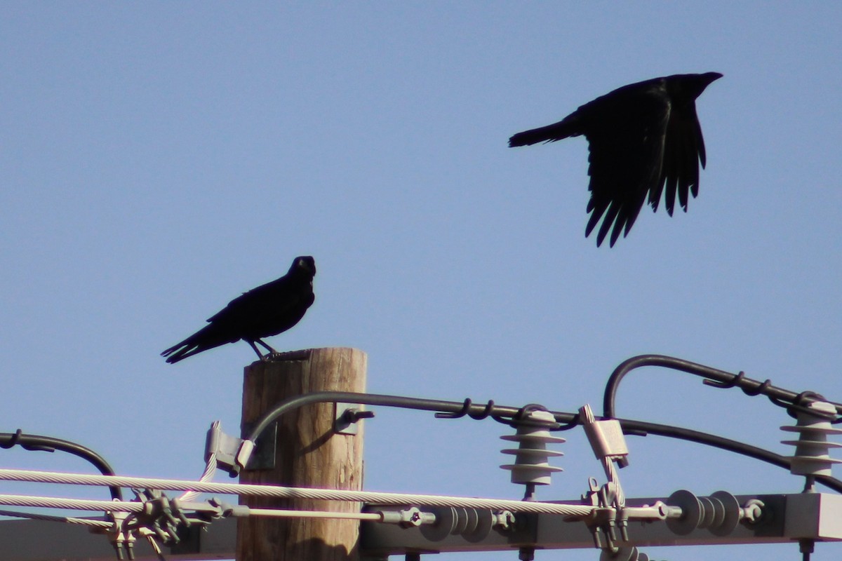 Chihuahuan Raven - ML620081445