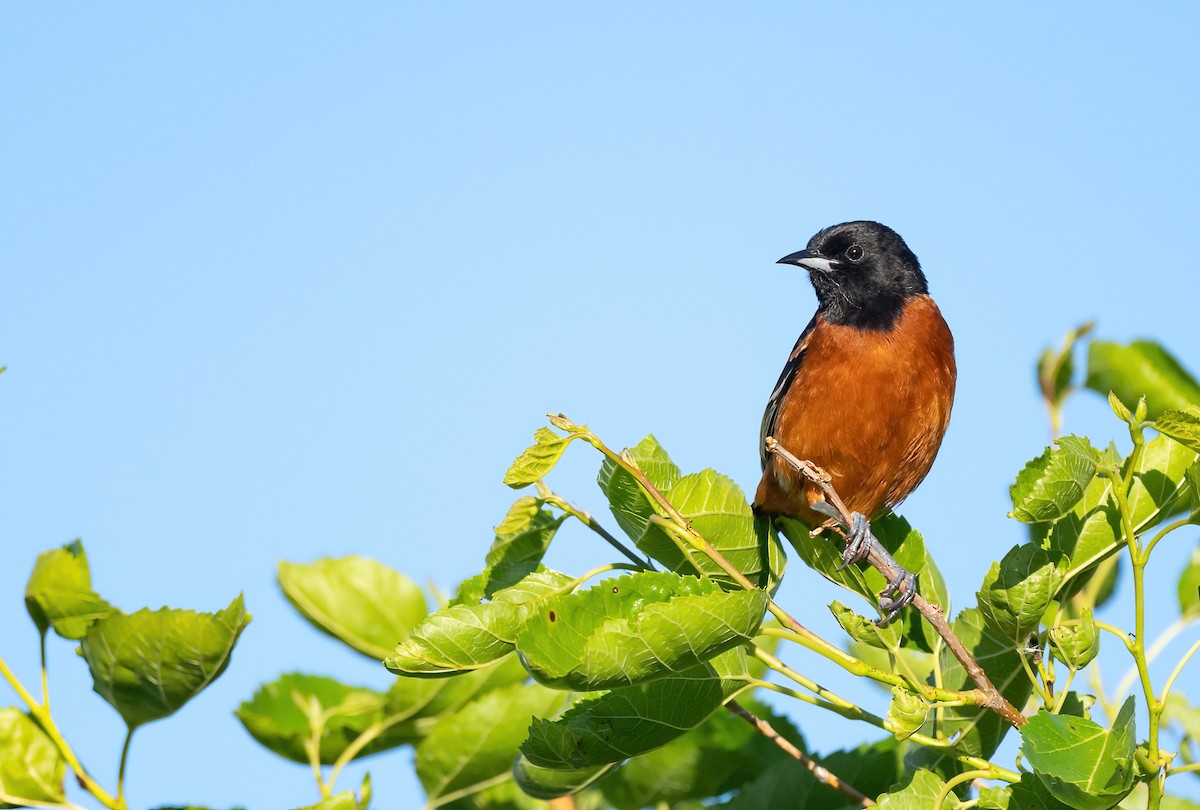 Orchard Oriole - ML620081466