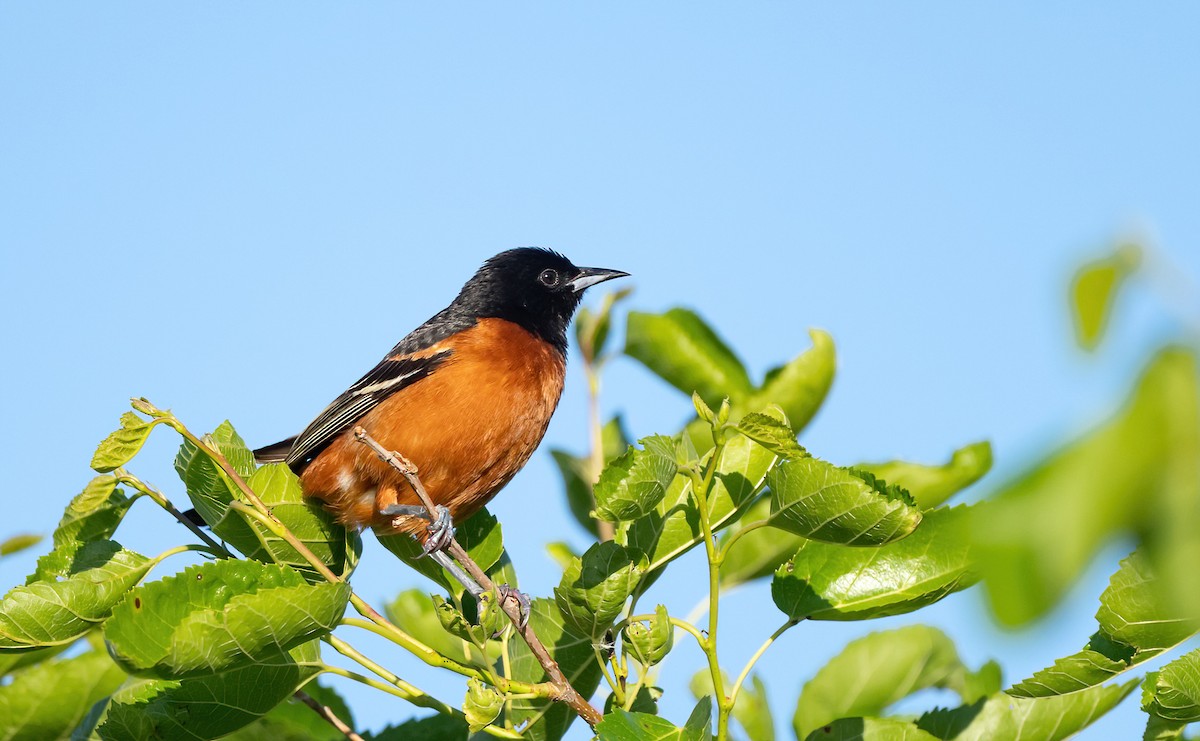 Orchard Oriole - ML620081467