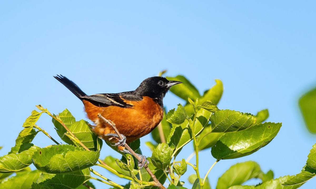 Orchard Oriole - ML620081468