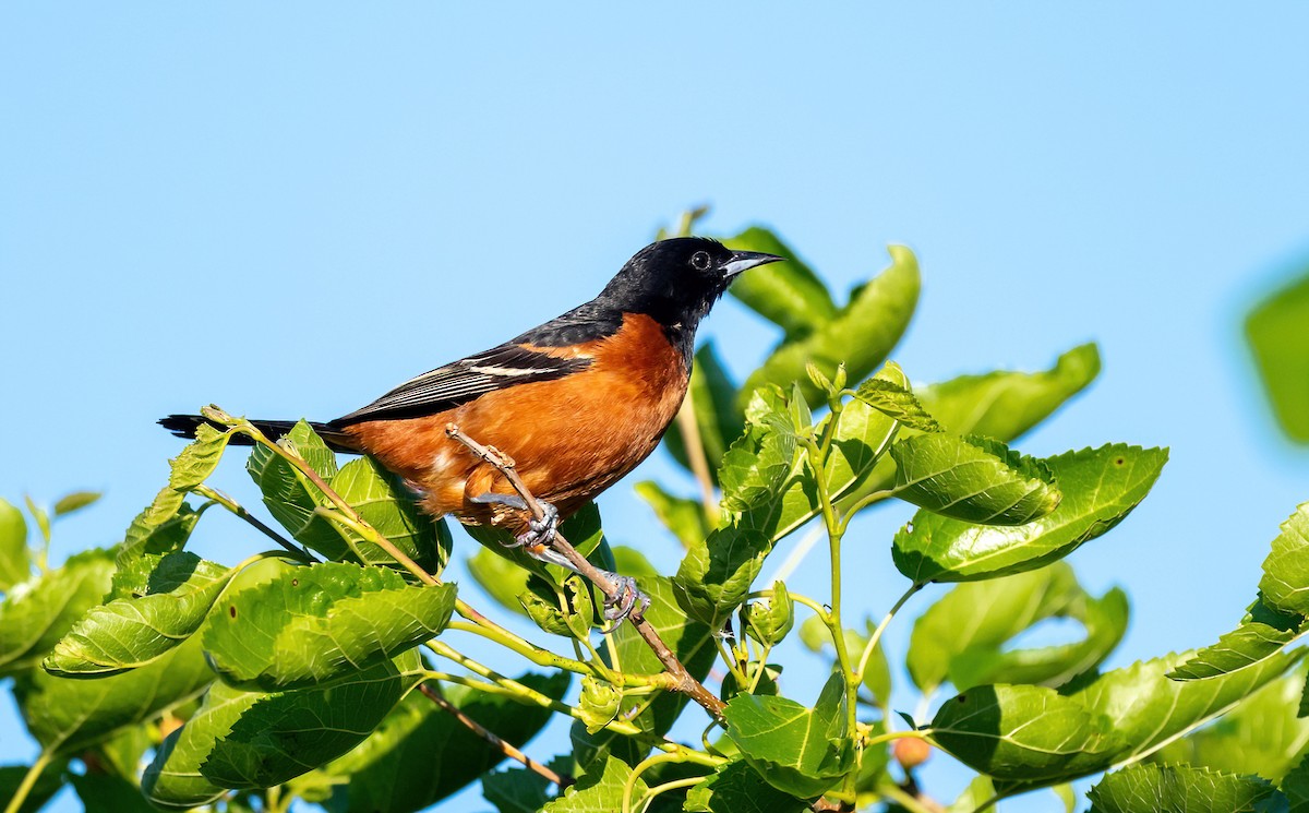 Orchard Oriole - ML620081469