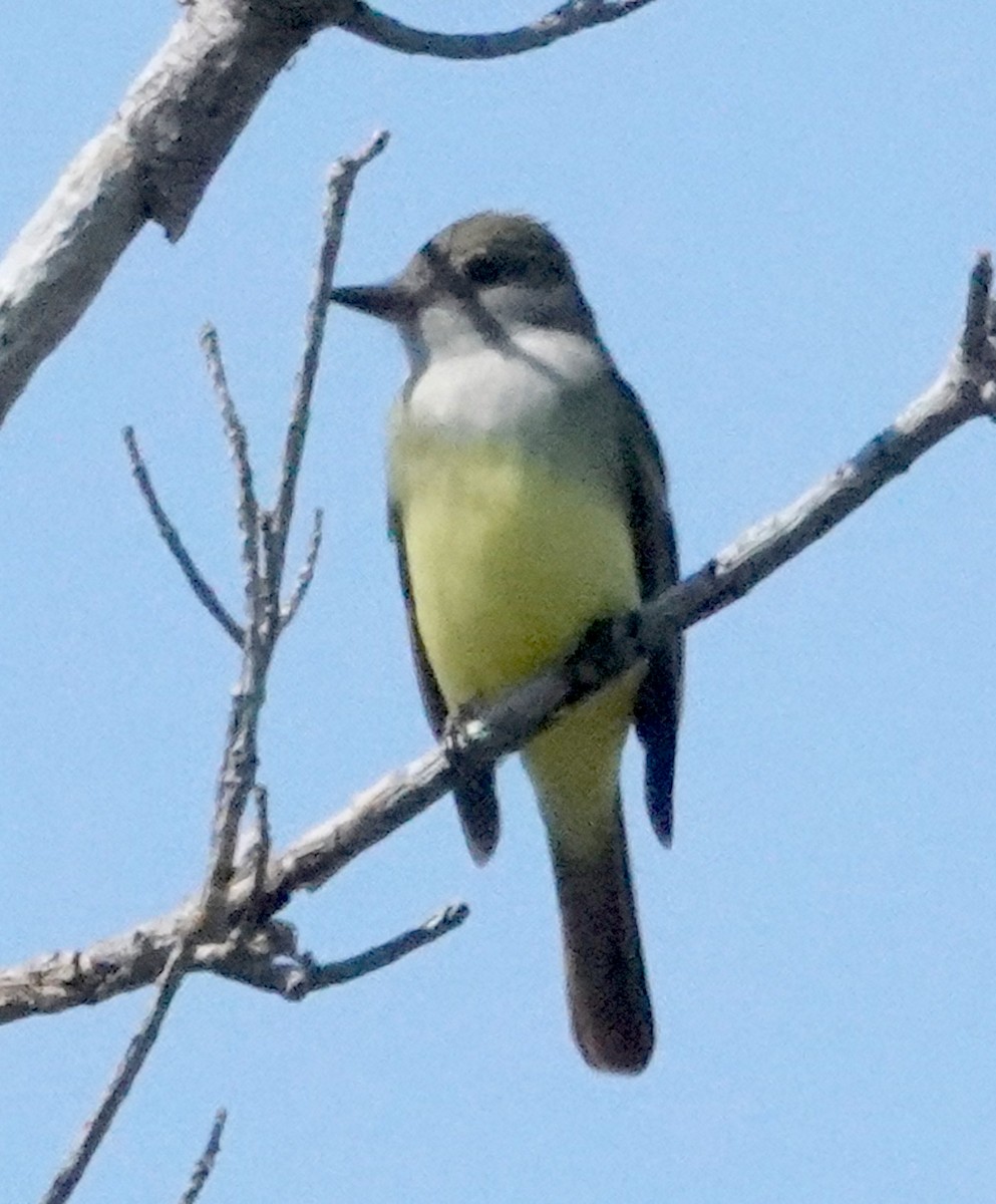 Great Crested Flycatcher - ML620081499