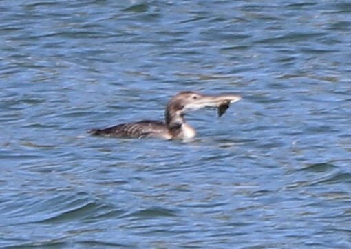 Yellow-billed Loon - ML620081511