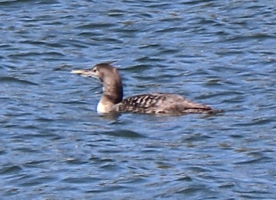 Yellow-billed Loon - Gregg Goodrich